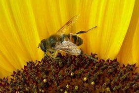 We love Honey Bees!