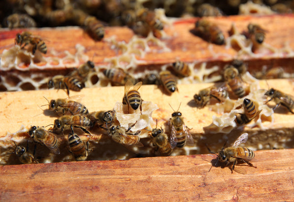 Honey Bees – Honey Candles Canada